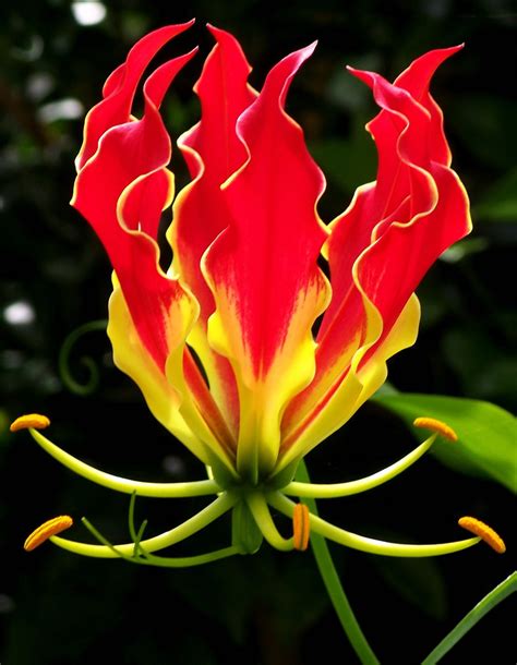 Enchanting and Exotic Flower Names With Unique .